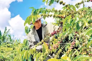 咖啡种植给林同省农户带来高收入。