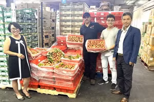 目前，越南荔枝和许多其他新鲜水果正在美国得克萨斯州休斯顿市以及其他一些州的大型超市和亚洲市场销售。