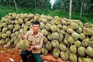 收获用于出口的榴莲。
