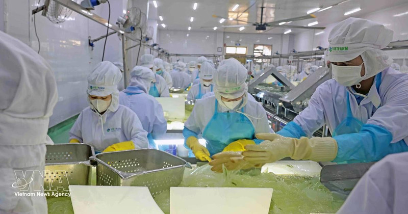 VietFarm芦荟生产线。（图片来源：越通社） 