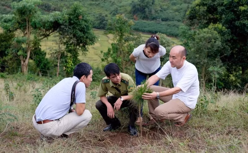日本国际协力机构专家在奠边省现场指导植树造林。（图片来源：越通社）