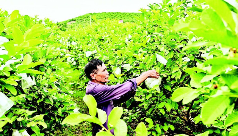 位于北宁省福和乡山谷中的大片番石榴园。（宝龙 摄）