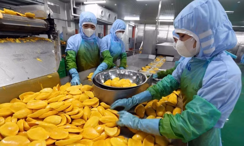 广西从越南农产品进口额达120.9亿元人民币。（图片来源：越通社）