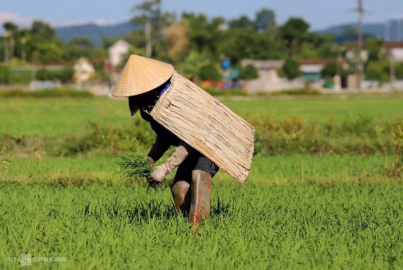 以干棕榈叶编制而成的蓑衣，数百年来一直是河静省春禄乡安乐村村民防晒避雨的日常用品。