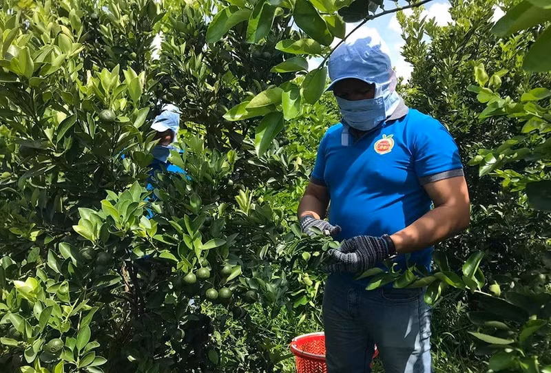 OCOP有机水果合作社采收无籽柠檬。