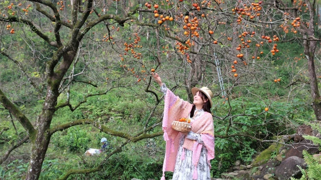 柿子园果实成熟，色泽鲜艳，沿大惠灵山山坡绵延展开。