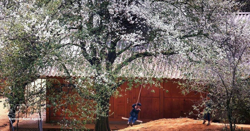 玉战乡山楂树种植面积超过2500公顷，这是当地各民族发展经济、脱贫致富的作物。