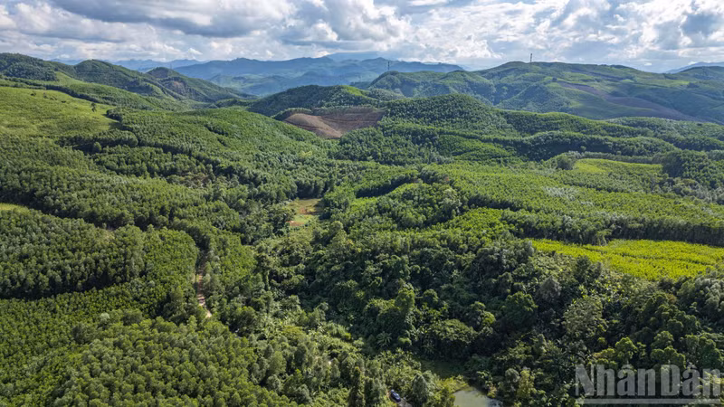 仙安蝙蝠洞位于仙安乡（原仙福县）第三村的林木之下。