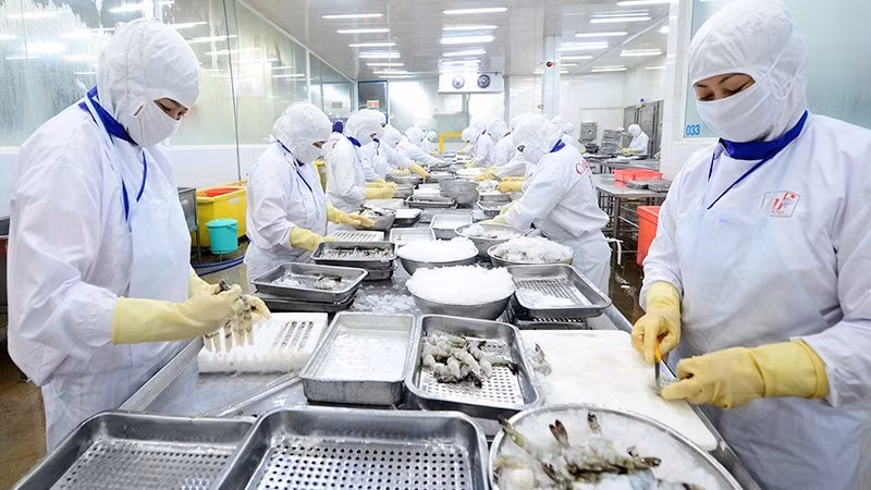 后江省Cafatex水产股份公司的出口水产品加工现场。