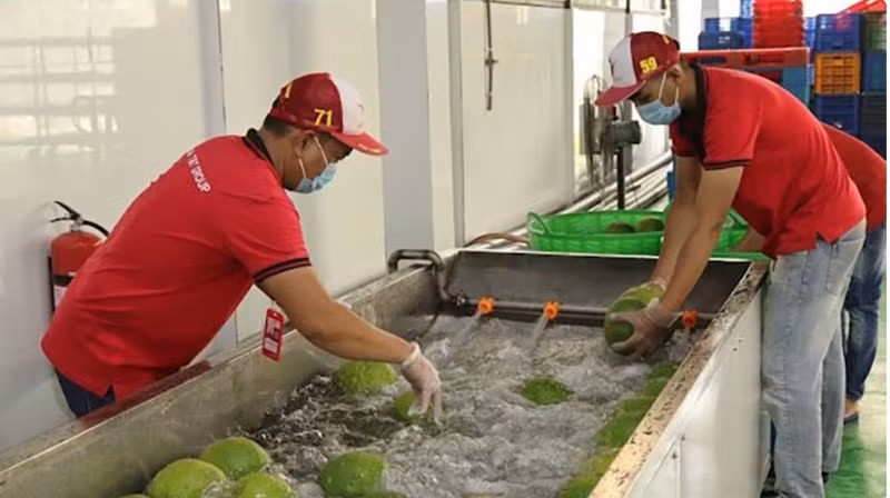 火龙果、香蕉、芒果、柚子等产品在国际市场上具备较强的竞争优势, 应加大力度加以开发与推广。（ 明河 摄）