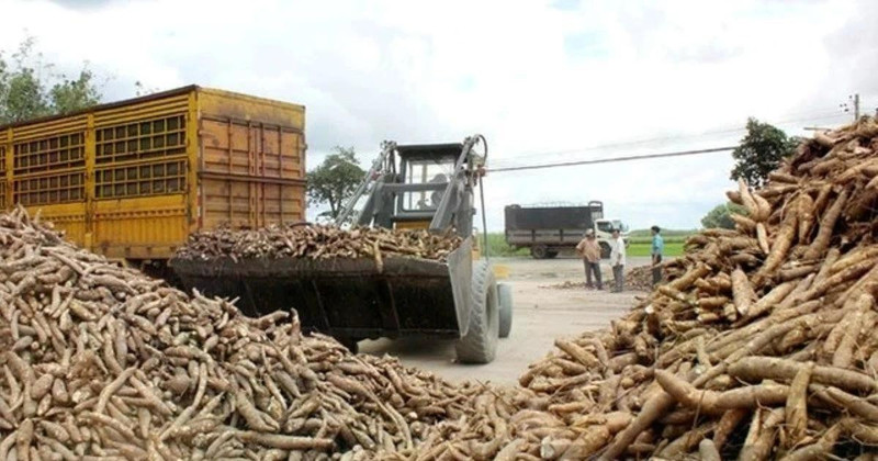 2025年，越南木薯出口额约达13亿美元，使越南成为世界第三大木薯出口国。（图片来源：越南财政时报）