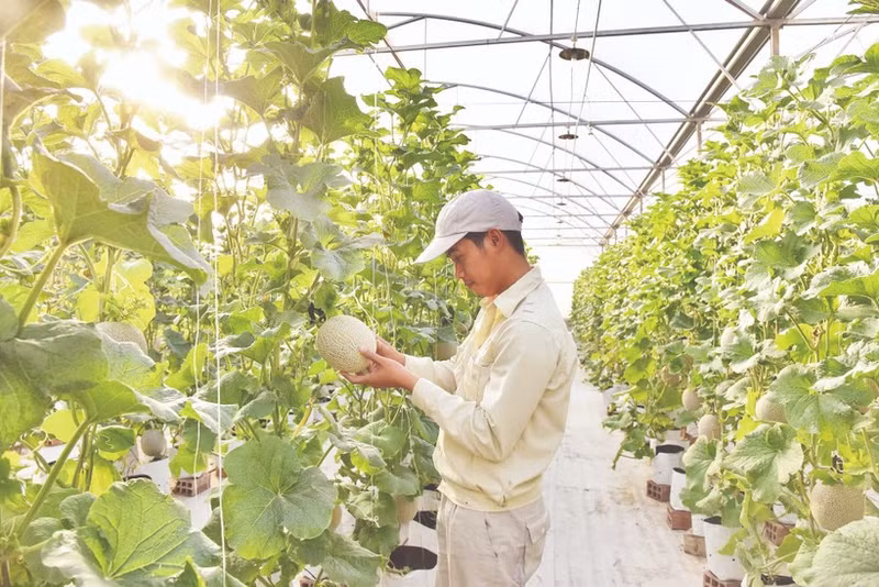 在北宁省Delco智慧农场，甜瓜种植采用滴灌和营养控制系统。 （邓英 摄）