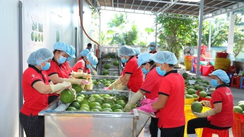 越南水果具有特色品种和明显的季节差异优势。