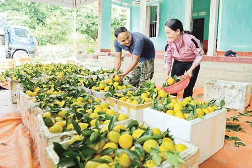 北宁省迎来橙子和柚子丰收季 农业与乡村旅游同步升温