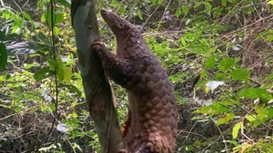 广义省将珍稀穿山甲个体放归自然环境。（图片来源：越通社）