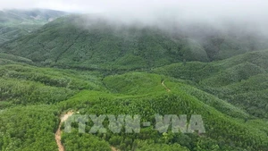 云耕乡的大径材人工林面积由云耕森林检查站负责管理。（图片来源：越通社）