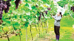 位于北宁省南阳乡的葡萄园。（宝龙 摄）