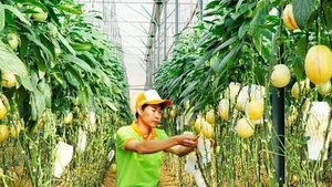 在林同省的网纹甜瓜种植园。（月英 摄）