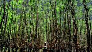 开发红树林生态系统的碳信用。