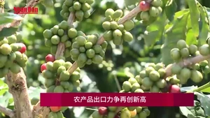 农产品出口力争再创新高【视频】