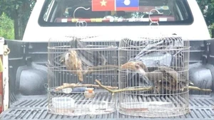 广治省接收两只珍稀白喉犀鸟。