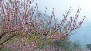 水湖社区旅游村桃花盛放迎新春【视频】