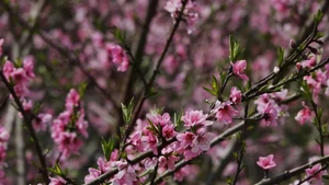 桃花在越南传统春节期间绽放 展现出迷人的美丽【组图】