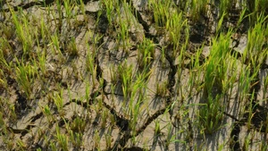 由于干旱，得乐省莲山乐乡的稻田面临绝收风险。（图片来源：越通社）