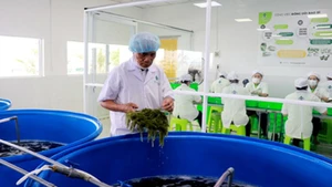 把越南海葡萄推向世界的“带路人”。（图片来源：越通社）