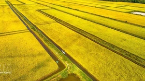 从空中俯瞰金瓯省永美乡的水稻田。（图片来源：越通社）