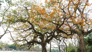 还剑湖畔，玉蕊树换叶更迭，尽染一身金黄。（图片来源：越通社）