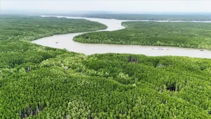 吸引流入森林碳市场的投资。