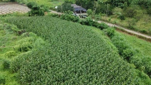 附图。