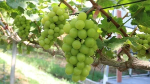 助力越南企业发展绿色、可持续农业。（图片来源：越通社）