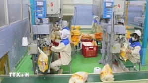 附图：越南保持新加坡第三大大米供应国地位。（图片来源：越通社）