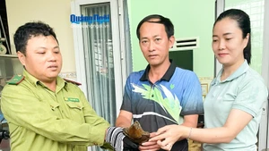广义省将稀有平胸龟个体放归自然。（图片来源：广义报网）