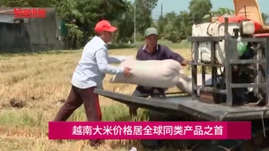 越南大米价格居全球同类产品之首【视频】