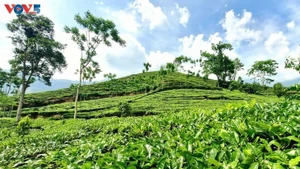 茶叶正在成为安沛省万赞县的主要作物之一。（图片来源：越南之声）