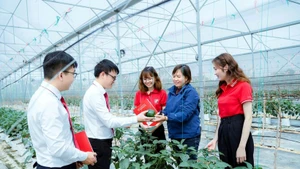越南多家银行提供绿色信贷服务，鼓励顾客加大对高新技术农业生产的投资力度。（凯歌 摄）