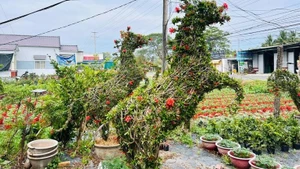 马形造型盆景深受消费者青睐。