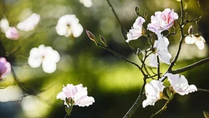 五瓣素白、轻盈柔美的羊蹄甲花是越南西北地区奠边山林最具代表性的花。