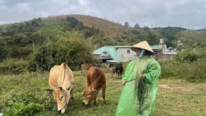 附图。（图片来源：越通社）