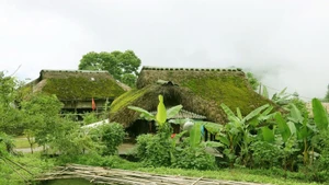 覆满青苔的棕榈叶高脚屋。