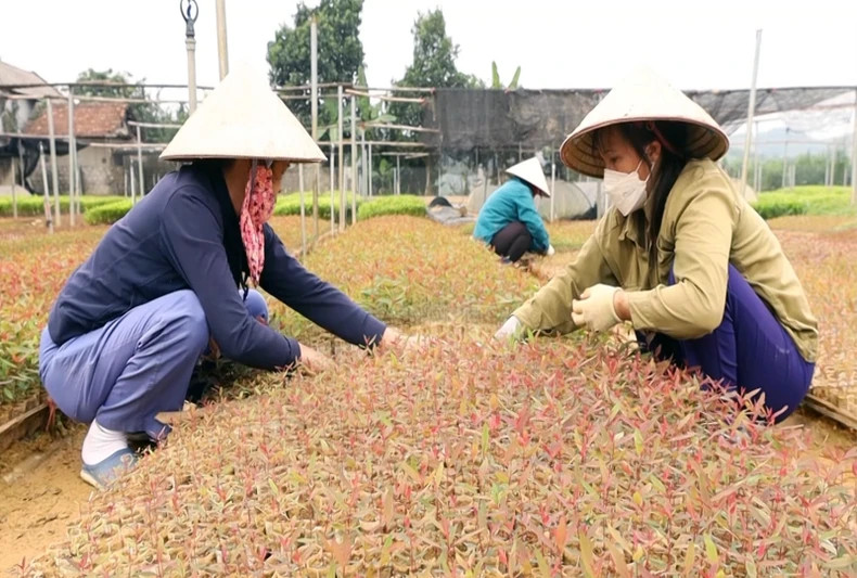 引进优质品种造林。 引进优质品种造林。