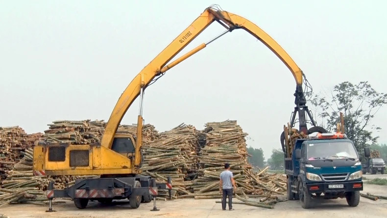 销售大型木质材料的收入为 2-2.2 亿越盾/公顷。 销售大型木质材料的收入为 2-2.2 亿越盾/公顷。