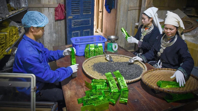 图宣光省纳杭县鸿泰乡山雪茶产品的包装。 图宣光省纳杭县鸿泰乡山雪茶产品的包装。
