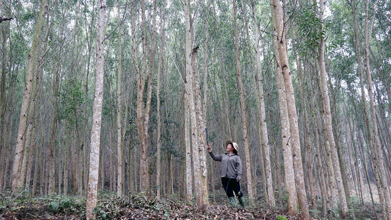 安山县的许多造林户已登记转为大片用材林。 安山县的许多造林户已登记转为大片用材林。