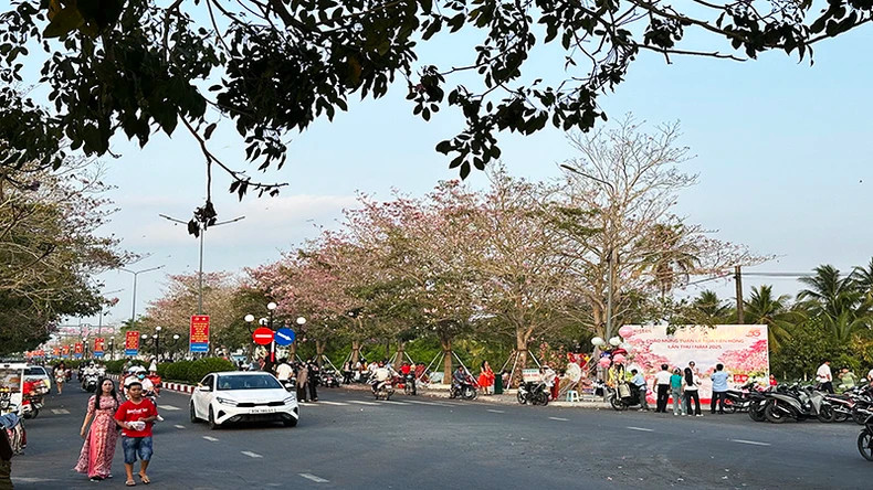 每天,数百名游客前来观赏红花风铃木并拍照留念。 每天,数百名游客前来观赏红花风铃木并拍照留念。