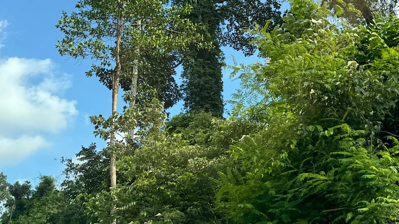 沿途森林呈现多层次的植被结构。