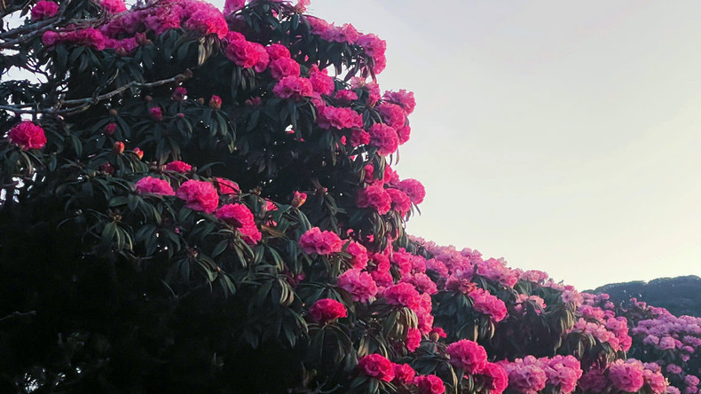 登山观赏杜鹃花并探索征服高峰是莱州旅游发展的重要方向之一。 登山观赏杜鹃花并探索征服高峰是莱州旅游发展的重要方向之一。